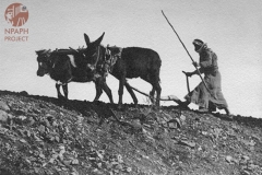 cSearightpPostcard4-Ploughing-1931-postcard