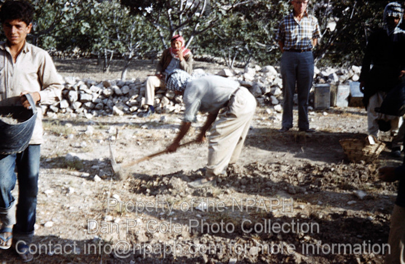 Fld VII; Starting from tell surface with big pick to open 4-meter sq. Area. (1960, ID: cColepShechem004, Source: slide, Repository: NPAPH-project, Creator(s): Dan P. Cole)