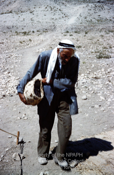 Potshed; Elderly pottery “runner” brings sherds from field to wash shed. (1960, ID: cColepShechem019, Source: slide, Repository: NPAPH-project, Creator(s): Dan P. Cole)