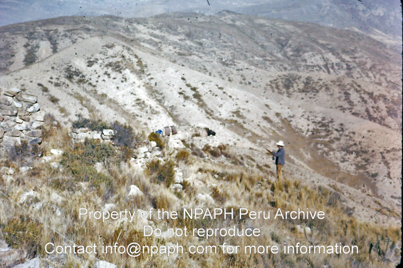 The Ponchaymarca site, a Late Intermediate Period (LIP) site above Tarma, Tarama culture (1975-1976; ID: cTugenpPeru0073; Source: slide; Depository: NPAPH; Creator: Philip Tugendrajch)
